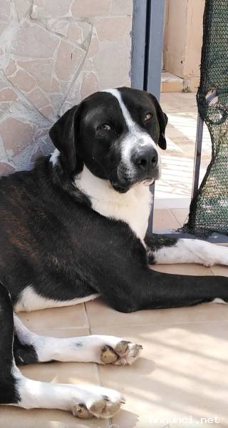 Cagnolino cerca Adozione