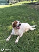 Thomas setter  in canile