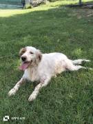 Thomas setter  in canile