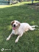 Thomas setter  in canile