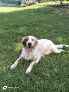 Thomas setter  in canile