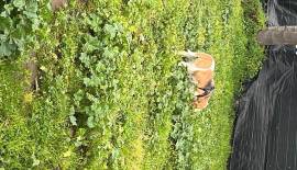 DOG SITTER TAGLIA PICCOLA E MEDIA - CORSO DELLE PROVINCE (CT)