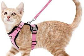 NEGOZIO  ANIMALI  :  ACCESSORI  DIELLE MIGLIORI MARCHE  &  TOLETTATURA                      -A M