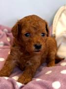 CUCCIOLI BARBONCINI TOY RED