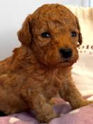 CUCCIOLI BARBONCINI TOY RED