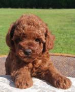 CUCCIOLI BARBONCINI TOY RED