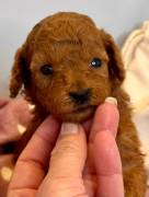 CUCCIOLI BARBONCINI TOY RED