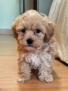 CUCCIOLI MALTIPOO A TORINO