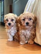 CUCCIOLI MALTIPOO A TORINO