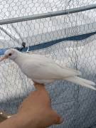 Vendita tortore bianche 