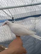 Vendita tortore bianche 