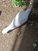 Vendita tortore bianche 