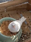 Vendita tortore bianche 