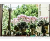 Cactus Equinopsis multi Fiori grandi e profumati !