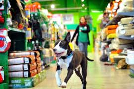 ANIMALI - NEGOZIO ACCESSORI CANI & GATTI CON TOLETTATURA CEDESI PER  RITIRO DAGLI AFFARI  BEN AV