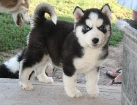 Vendita cucciolo cuccioli di husky occhi azzurri vari colori italiani 