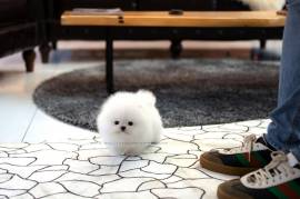 Cucciolo di VOLPINO Pomerania Spitz 