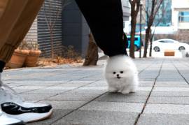 Cucciolo di VOLPINO Pomerania Spitz 