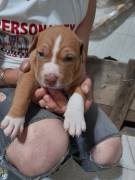 Cuccioli American Staffordshire Terrier. 