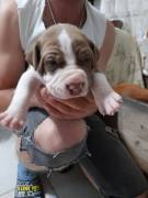 Cuccioli American Staffordshire Terrier. 