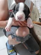 Cuccioli American Staffordshire Terrier. 