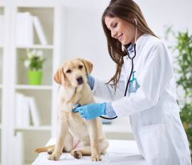 Assistente ambulatorio veterinario