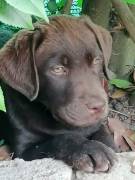 Cuccioli di Labrador 