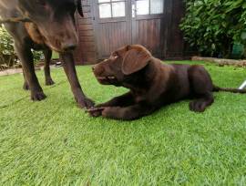 Cuccioli di Labrador 