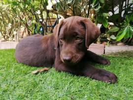 Cuccioli di Labrador 