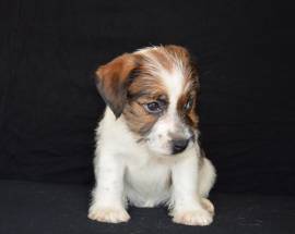 Jack Russell Terrier - Cuccioli Altamente Selezionati