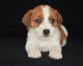 Jack Russell Terrier - Cuccioli Altamente Selezionati