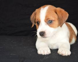 Jack Russell Terrier - Cuccioli Altamente Selezionati