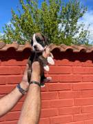 CUCCIOLI DI BOXER