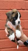 CUCCIOLI DI BOXER