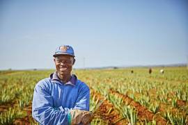 Tutti i benefici dell’aloe da bere ma con buon gusto