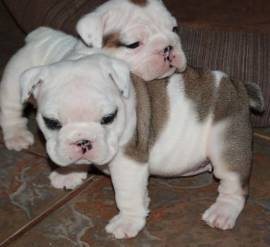 Cuccioli di Bulldog inglese registrati Akc