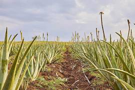 Aloe Propolis Creme della FOREVER 