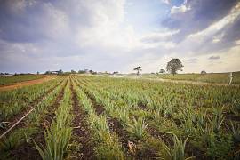 Esfoliante CORPO e VISO con 32% di Aloe Vera e microsfere di Jojoba.