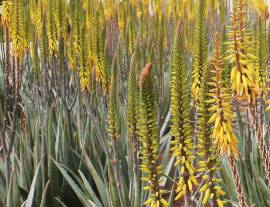 Deodorante stick con Aloe: Aloe Ever-Shield Deodorant 