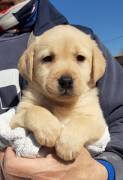 LABRADOR RETRIEVER CUCCIOLI