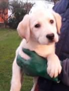 LABRADOR RETRIEVER CUCCIOLI