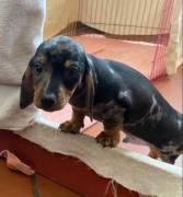 Cuccioli di bassotto 