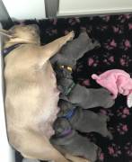 6 Cuccioli di Bouledogue Francese blue 