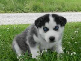 Cuccioli di Siberian Husky 