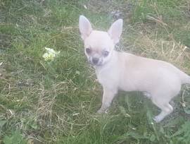 VENDO bellissimi cuccioli di chihuahua