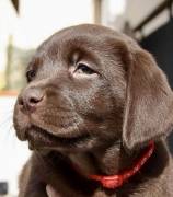 Disponibili cuccioli di Labrador retrievers choco