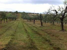 TERRENO VELLETRI 120 OLIVI + ALBERI FRUTTO + MAGAZZINO ATTREZZI