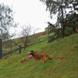 cuccioli malinois