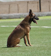 cuccioli malinois