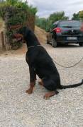 Dobermann cuccioli 